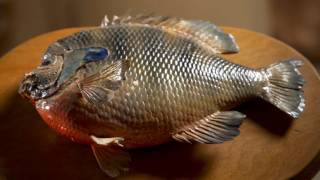 Missouri Record Fish Stories  Bluegill [upl. by Ial]