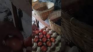 SUNONE ARTISAN nag harvest ng Marans and Legbar Eggs [upl. by Emmerich]