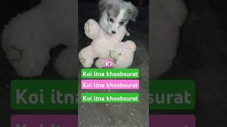 2 Month puppy cultural spitz dog puppydogandpuppycat dogloverpuppyt [upl. by Auoz263]