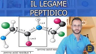 17 Il Legame Peptidico [upl. by Aikrehs]