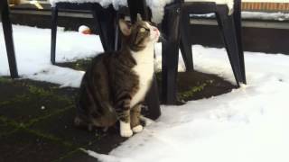 bange poes in de sneeuw [upl. by Muhcon672]