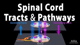 Spinal Cord Anatomy Spinal Tracts amp Pathways Somatic Reflexes Animation [upl. by Lertsek]