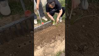 A good tool for planting onions easily and quickly [upl. by Mel]