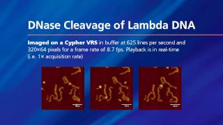 DNase Cleavage of Lambda DNA [upl. by Nodnol575]