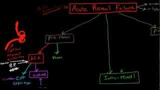 Pathophysiology of Acute Renal Failure [upl. by Ohare]