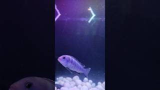 Beautiful blue cichlid fish tank shorts freshwaterfish aquarium cichlid [upl. by Mcevoy956]