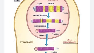 Gene expressionclass12NEETquick revision bio shots [upl. by Nej]