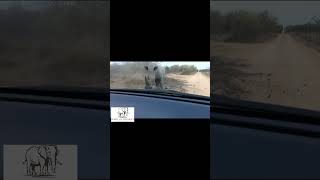 Rhino charge on vehicle explained animalattacks wildlife nature [upl. by Atkinson]