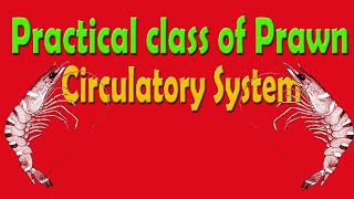 Practical Class of Prawn  Circulatory System [upl. by Nepean968]