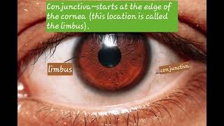 Ophthalmology Anatomy Basics Part1 [upl. by Fredric]