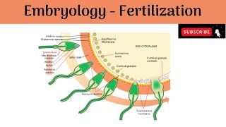 Embryology  The Fertilization  Events and Effects  Anatomy mbbs education [upl. by Dylan]