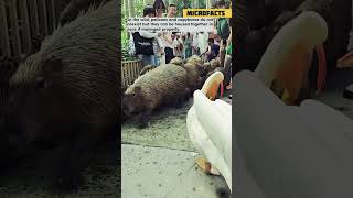 The Naughty Pelican and funny capybaras [upl. by Nnayd]