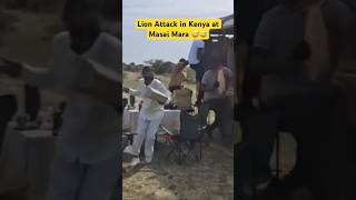 Lion Attack in Kenya at Masai Mara youtubeshorts shorts love funny trending comedy duet [upl. by Yraeg]