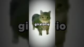 Gato Giratório OIIAOIIA A História do Meme 😵‍💫 meme oiiaoiia trend gatos [upl. by Ytinirt]