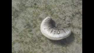 Oman sea cucumber Holothuria scabra in motion by Khalfan Al Rashdi [upl. by Rigdon369]