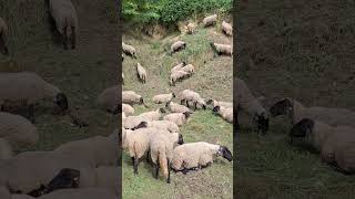 Deze jonge herder stal Janine vertelde ons over de grazende kudde van schapen en geiten in Bemeken [upl. by Chandless400]