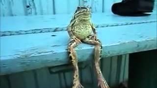 Frog Sitting Like Human Good To Bewmv [upl. by Gladis]