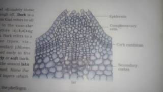 Secondary growth in plants  ANATOMY IN FLOWERING PLANTS PART 2 [upl. by Whitcher]