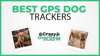 Best GPS Dog Trackers For 2021 – No Monthly Subscription Included [upl. by Coughlin]