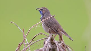 Bluethroat Call birds birdsounds [upl. by Navi]