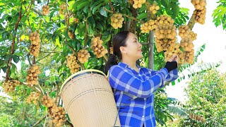 Harvest BON BON Lansium Parasiticum Goes to the market sell  Delicious food from this fruit [upl. by Ardnad]