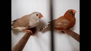 red finch baredar pare [upl. by Ansell]