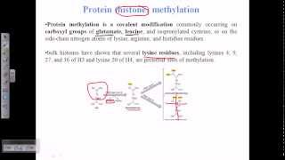 Histone methylation [upl. by Eenat]