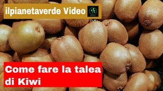 Come fare la talea di kiwi [upl. by Ellersick]