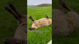 The fallen sheep shortsvideo amimals [upl. by Nmutua]