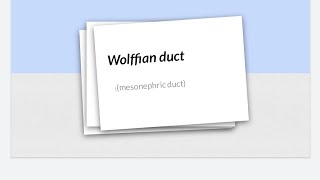 Wolffian duct  Mesonephric duct [upl. by Eivi]