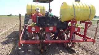 Transplanting Sweet Potato Slips [upl. by Vey]