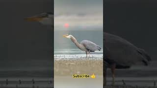 birds beautifulbirds nature naturelovers love jungle junglesafari animals shortvideo cute [upl. by Ainehs]