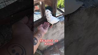 Kalapati Na Maamo Shorts3 kalapati pigeon kalapatids pigeonracing [upl. by Nichani57]