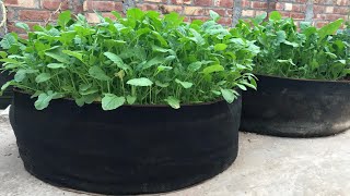 Grow mustard leaves in raised bed Rooftopandterracekitchengarden mustard kitchengarden herbs [upl. by Barrington]