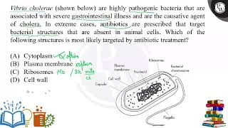 Vibrio cholerae shown below are highly pathogenic bacteria that are associated with severe gas [upl. by Leibrag]