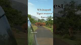 TRAVEL DAIRY MASINAGUDI TIGER RESERVE FOREST shortvideo viralvideo trendingshortsmasinagudi [upl. by Fries]