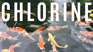 A Koi and pond fish keepers guide to Chlorine Dazzle koi [upl. by Aliwt]