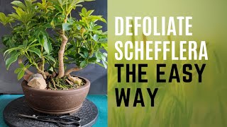 Defoliate Schefflera Bonsai  The Easy Way [upl. by Piselli772]