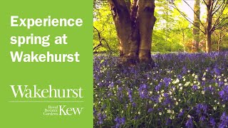 Experience spring at Wakehurst Kews garden in Sussex [upl. by Asirac]