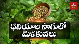 Coriander Cultivation Complete Guide  hmtv Agri [upl. by Japheth]