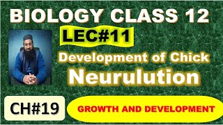 Development of Chick I Neurulation I Chapter 19 I Growth and Development I Lec 11 [upl. by Aerua]