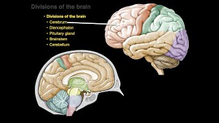 Divisions of the brain [upl. by Ahsotan228]