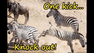 Zebra knocks out wildebeest with a single kick [upl. by Misaq]