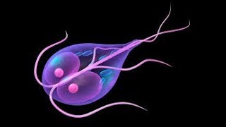 Giardia intestinalis ampProtozoa اسهل طريقة لشرح الجيارديا [upl. by Leeke]