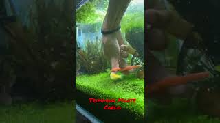 Planted Aquarium  Monte Carlo  Trimming carpet grass [upl. by Reifinnej]