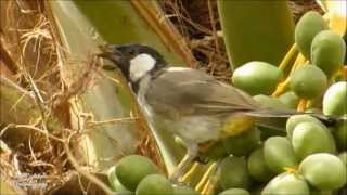 البلبل ابيض الخدين  WhiteCheeked Bulbul [upl. by Nad204]