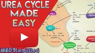 Urea Cycle Made Simple  Biochemistry Video [upl. by Fulks]