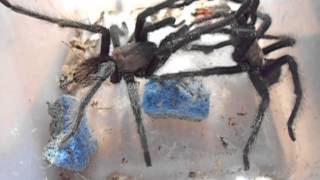 Tarantula Battle MMA  to the death  spider OWNED by another spider [upl. by Heidy399]