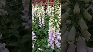 Beautiful Foxglove Flowers shortvideo beautiful foxglove flowers [upl. by Akeylah137]