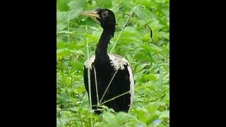 Lesser Florican display flutter jumps recorderd in rajasthan near ajmer [upl. by Adaran]